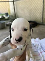 Egypt’s Boy #1, a male Dalmatian for sale in Signal Mountain, TN – 2 of 3