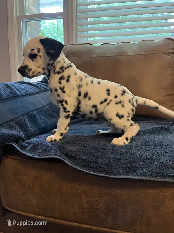 Jlo’s Girl #1 – Dalmatian puppy for sale in Signal Mountain, TN