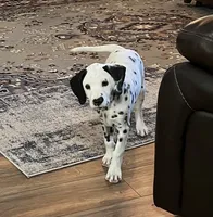 Egypt’s Boy #1 AKC LUA, a male Dalmatian for sale in Signal Mountain, TN – 3 of 10