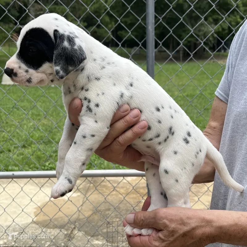 Egypt’s Boy #3 – Dalmatian puppy for sale in Signal Mountain, TN