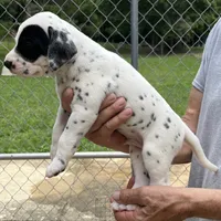 Egypt’s Boy #3, a male Dalmatian for sale in Signal Mountain, TN – 1 of 3