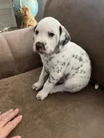 Jlo’s Boy #2 Liver and LUA, a male Dalmatian for sale in Signal Mountain, TN – 8 of 8