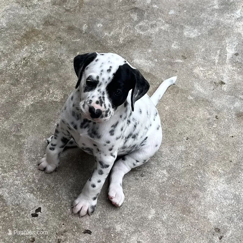 Egypt’s Lua Girl #2 AKC – Dalmatian puppy for sale in Signal Mountain, TN