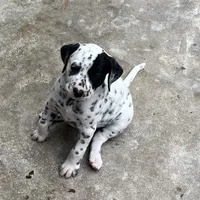 Egypt’s Lua Girl #2 AKC, a female Dalmatian for sale in Signal Mountain, TN – 1 of 1