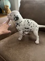 Jlo’s Boy #3, a male Dalmatian for sale in Signal Mountain, TN – 6 of 7