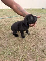 Bear, a male Cane Corso for sale in Tampa, FL – Photo 2 of 2