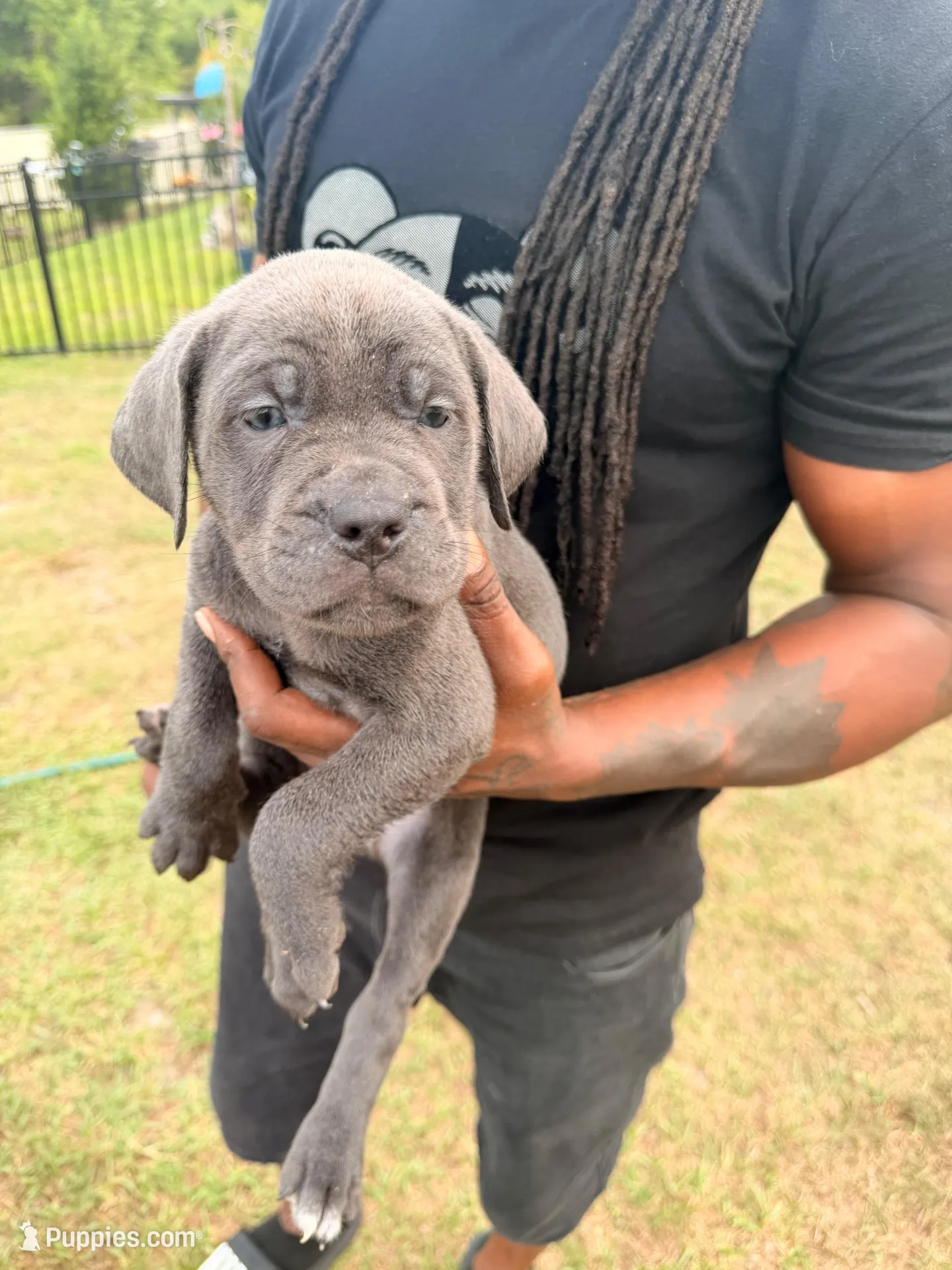 Zina, a female Cane Corso for sale in Tampa, FL – Photo 1 of 2