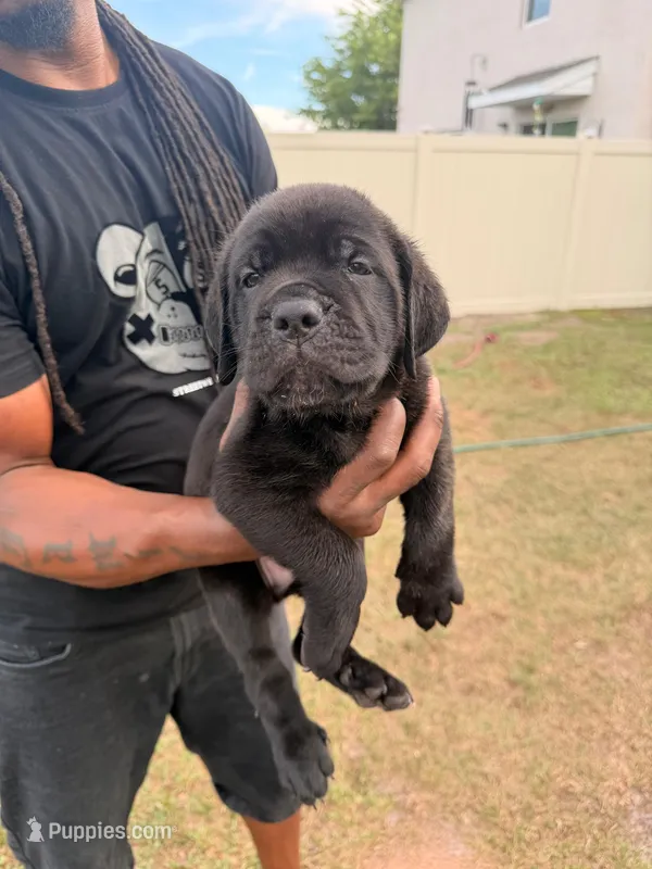 Bear – Cane Corso puppy for sale in Tampa, FL