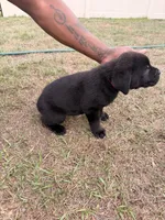 Kofoo, a male Cane Corso for sale in Tampa, FL – Photo 2 of 2