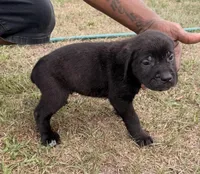 Rocky, a male Cane Corso for sale in Tampa, FL – Photo 2 of 2