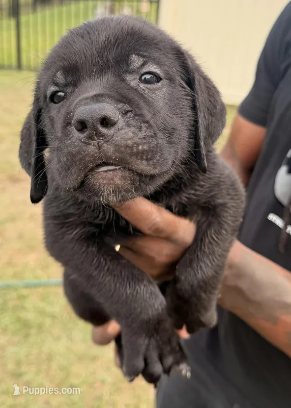 Rocky – Cane Corso puppy for sale in Tampa, FL