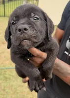 Rocky, a male Cane Corso for sale in Tampa, FL – Photo 1 of 2