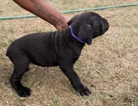 Zoey, a female Cane Corso for sale in Tampa, FL – Photo 2 of 2