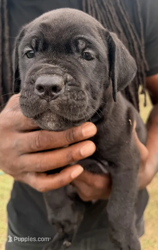 Zoey – Cane Corso puppy for sale in Tampa, FL