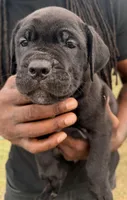 Zoey, a female Cane Corso for sale in Tampa, FL – Photo 1 of 2