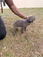 Fiesty, a female Cane Corso for sale in Tampa, FL – Photo 2 of 2