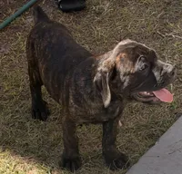Rosco, a male Cane Corso for sale in Tampa, FL – Photo 2 of 6