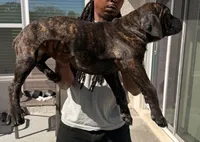 Rosco, a male Cane Corso for sale in Tampa, FL – Photo 6 of 6