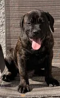 Rosco, a male Cane Corso for sale in Tampa, FL – Photo 1 of 6