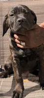 Rosco, a male Cane Corso for sale in Tampa, FL – Photo 4 of 6