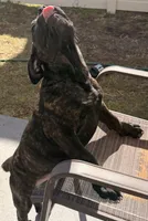 Rosco, a male Cane Corso for sale in Tampa, FL – Photo 5 of 6