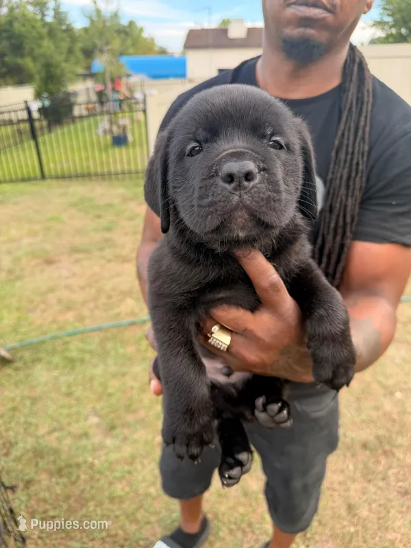 Kofoo – Cane Corso puppy for sale in Tampa, FL
