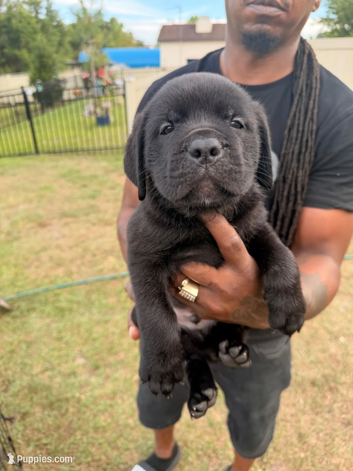 Kofoo, a male Cane Corso for sale in Tampa, FL – Photo 1 of 2