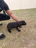 Bee, a female Cane Corso for sale in Tampa, FL – Photo 2 of 2