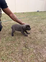 Storm, a male Cane Corso for sale in Tampa, FL – Photo 2 of 2