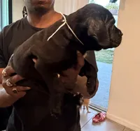 Bella, a female Cane Corso for sale in Tampa, FL – Photo 3 of 4