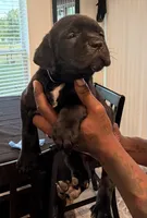 Bella, a female Cane Corso for sale in Tampa, FL – Photo 2 of 4