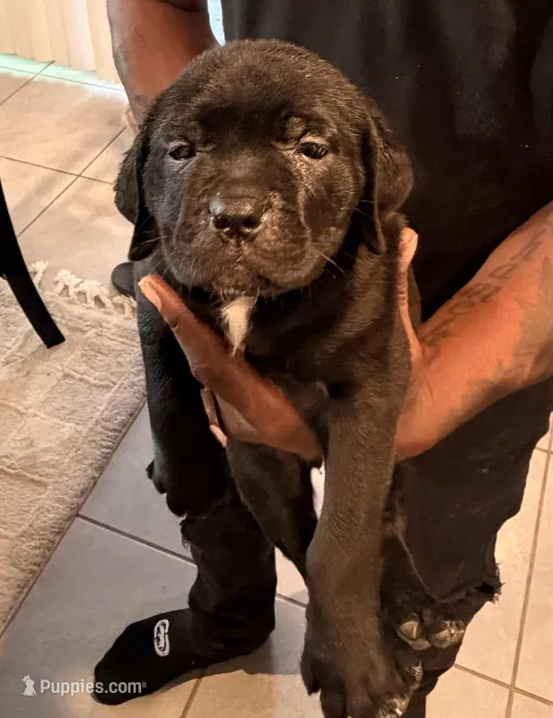 Bella – Cane Corso puppy for sale in Tampa, FL