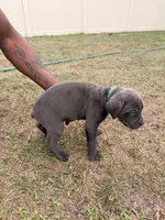 Zina, a female Cane Corso for sale in Tampa, FL – Photo 2 of 2