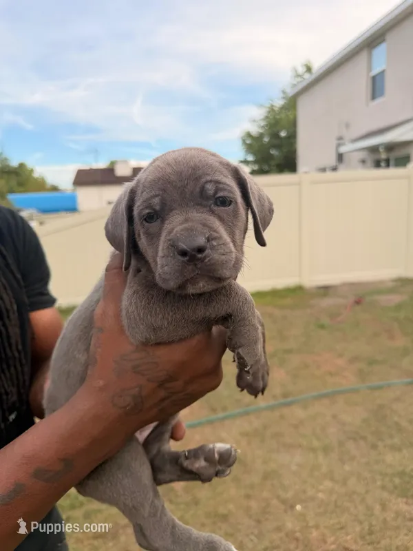 Fiesty – Cane Corso puppy for sale in Tampa, FL