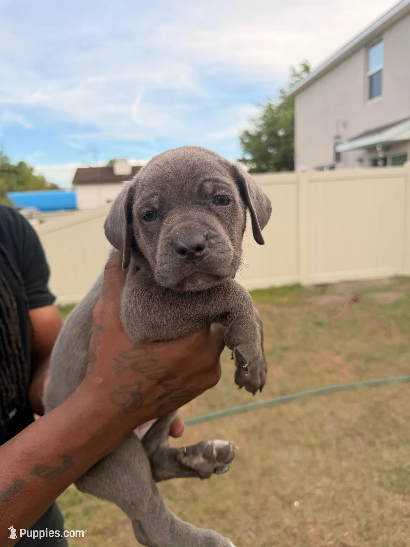 Fiesty, a female Cane Corso for sale in Tampa, FL – Photo 1 of 2