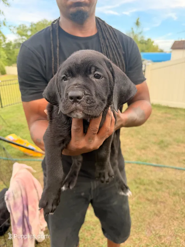 Bee – Cane Corso puppy for sale in Tampa, FL