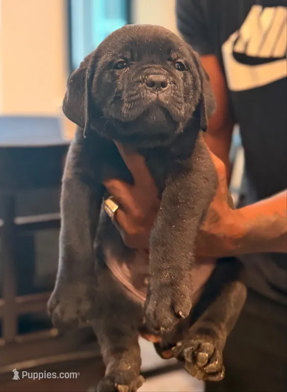 Neo – Cane Corso puppy for sale in Tampa, FL