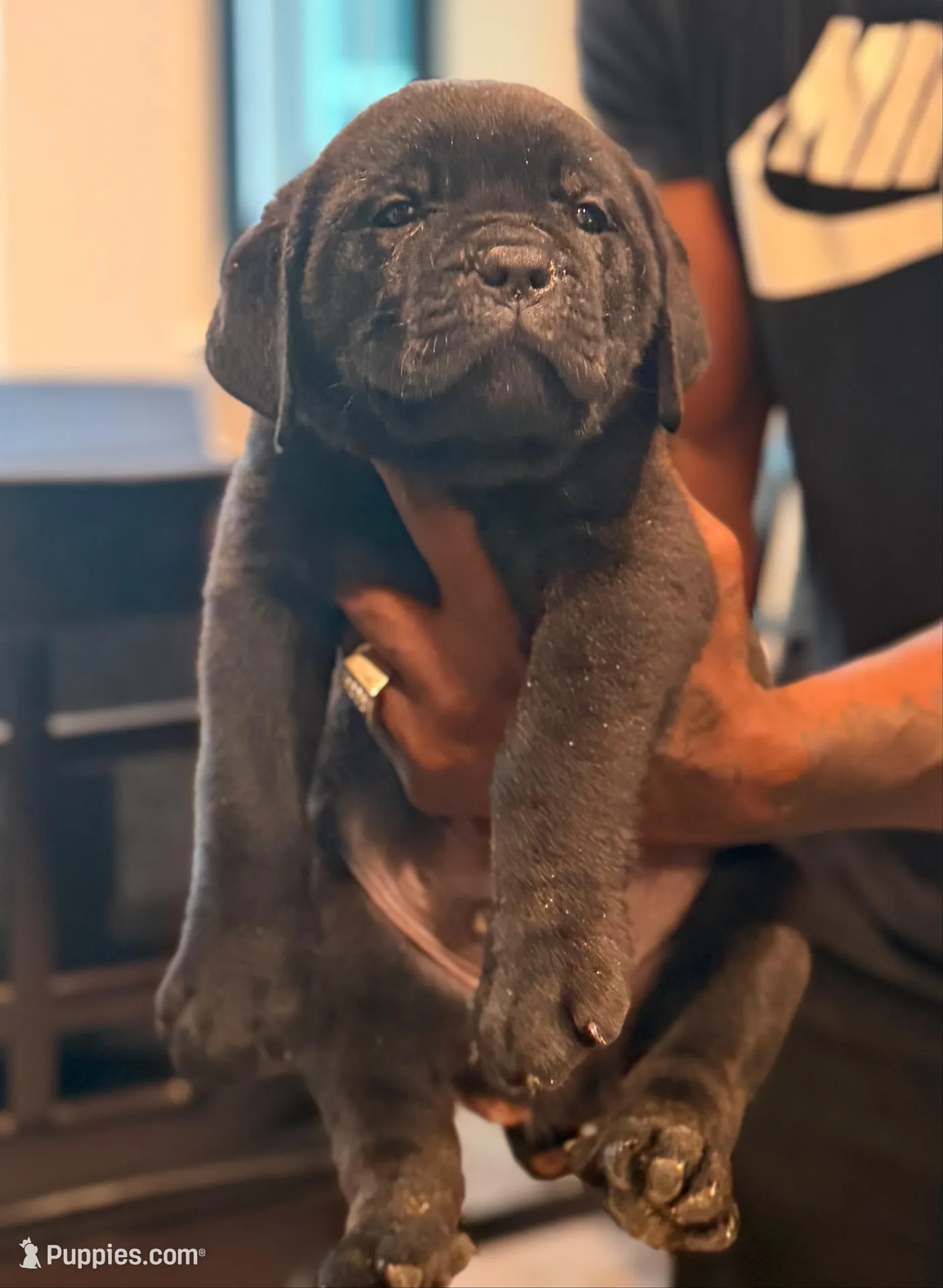 Neo, a male Cane Corso for sale in Tampa, FL – Photo 1 of 3