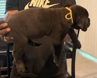 Neo, a male Cane Corso for sale in Tampa, FL – Photo 3 of 3