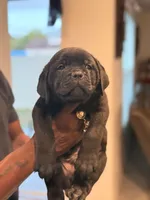 Neo, a male Cane Corso for sale in Tampa, FL – Photo 2 of 3