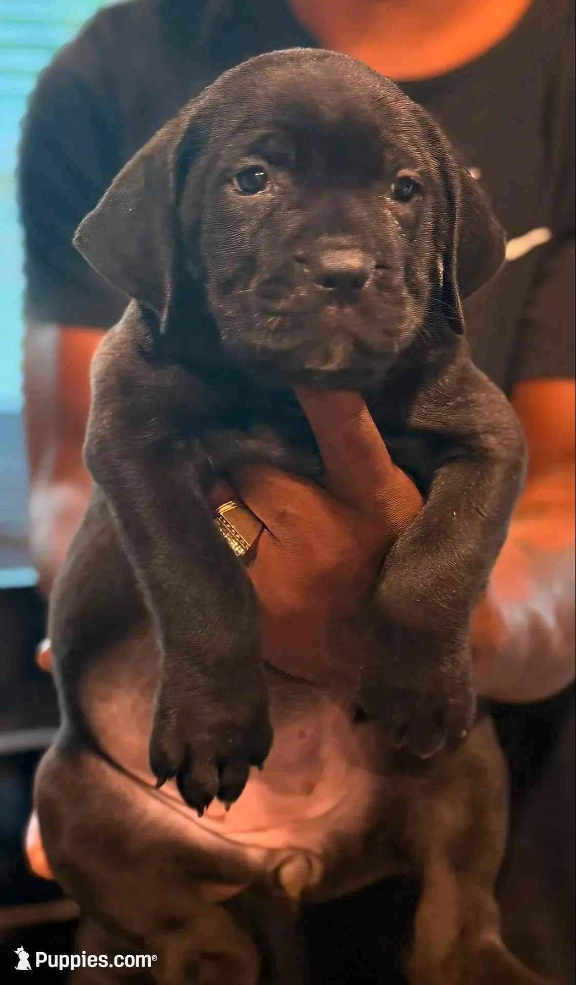 Queen, a female Cane Corso for sale in Tampa, FL – Photo 1 of 3