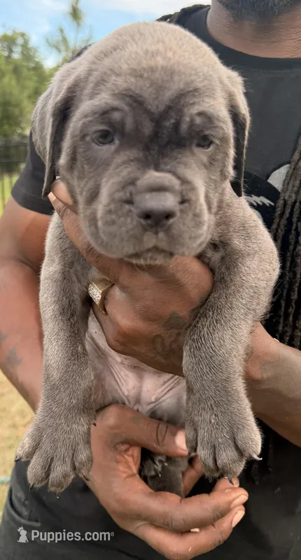 Skye – Cane Corso puppy for sale in Tampa, FL