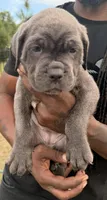 Skye, a female Cane Corso for sale in Tampa, FL – Photo 1 of 2