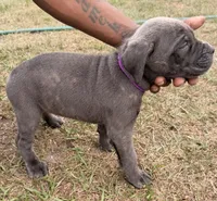 Skye, a female Cane Corso for sale in Tampa, FL – Photo 2 of 2