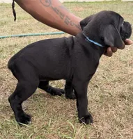 Stella, a female Cane Corso for sale in Tampa, FL – Photo 2 of 2