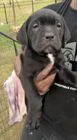 Stella, a female Cane Corso for sale in Tampa, FL – Photo 1 of 2