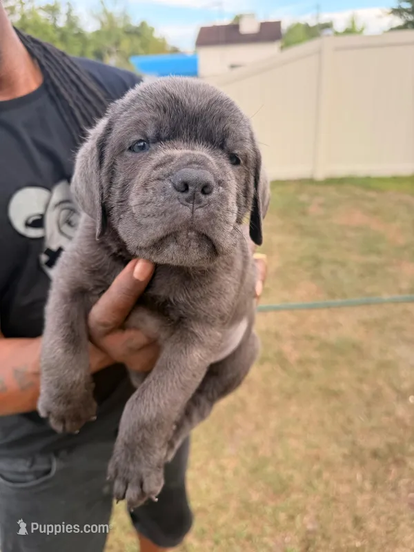 Storm – Cane Corso puppy on hold in Tampa, FL