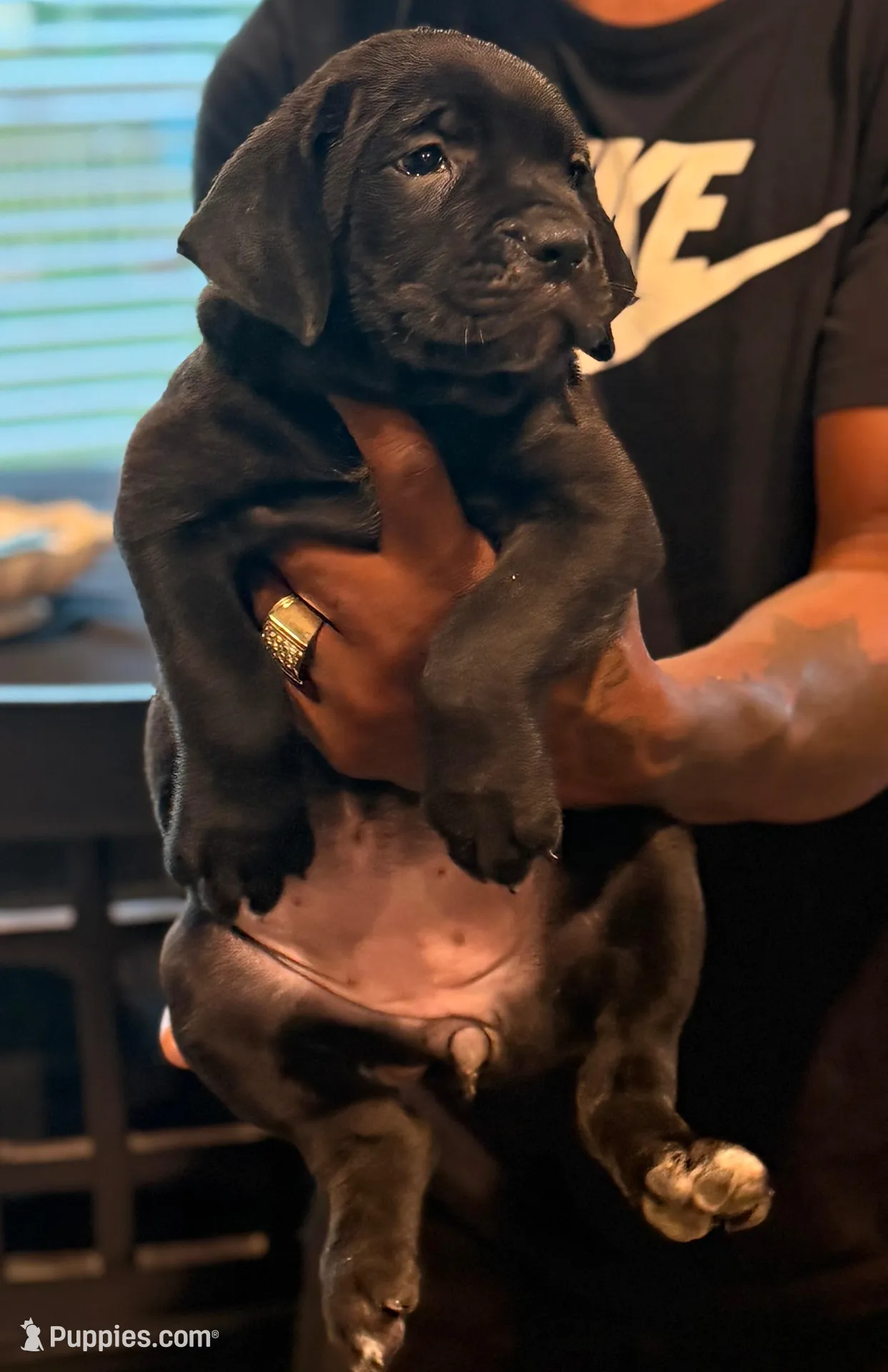 Queen, a female Cane Corso for sale in Tampa, FL – Photo 2 of 3