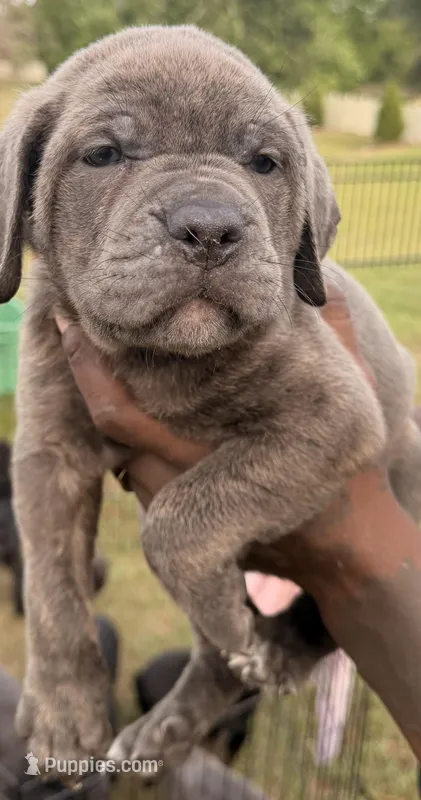 Rio – Cane Corso puppy for sale in Tampa, FL