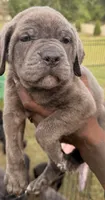 Rio, a male Cane Corso for sale in Tampa, FL – Photo 1 of 2
